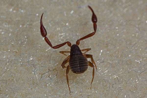 House pseudoscorpion (Chelifer cancroides)