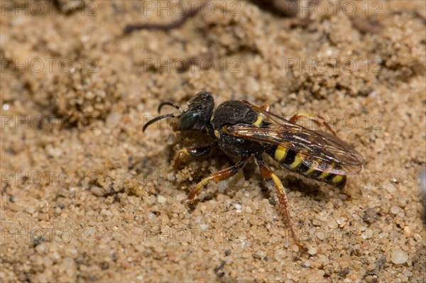 Oxybelus argentatus (Oxybelus argentatus)