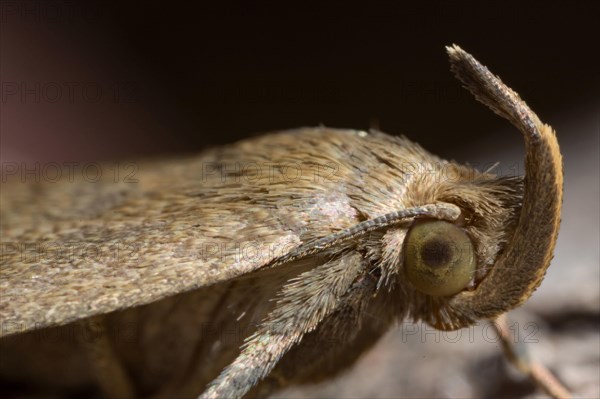 Fan-foot (Zanclognatha tarsipennalis)