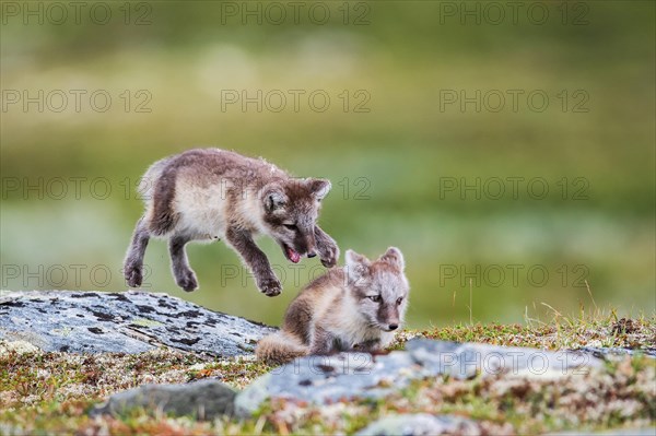 Arctic fox (Vulpes lagopus)