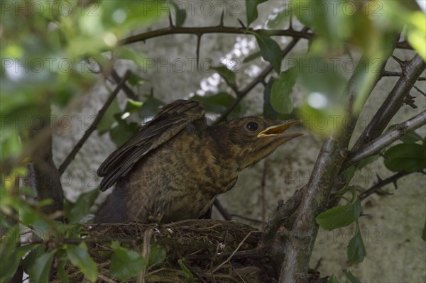 Blackbird (Turdus merula) Jungvogel