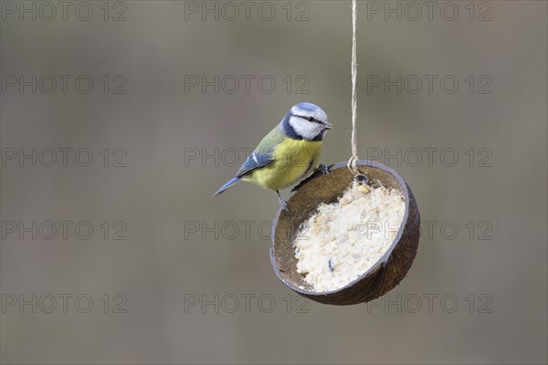 Blue tit (Parus caeruleus) with lining