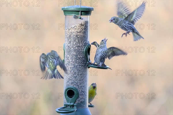 Eurasian siskins (Spinus spinus) male and female