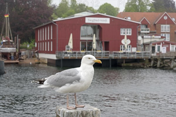 Port of Eckernfoerde