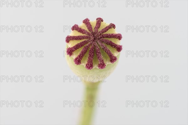 Poppy flowers (Papaver rhoeas) Poppy flower