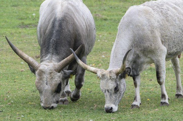 Hungarian steppe cattle