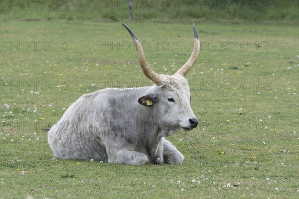 Hungarian steppe cattle