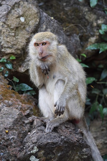 Crab-eating macaque (Macaca fascicularis)