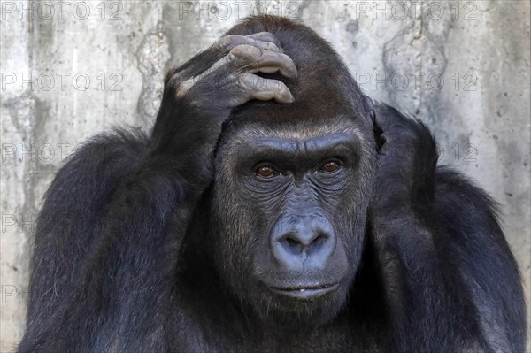 Western lowland gorilla (Gorilla gorilla)