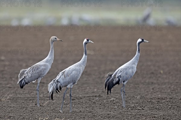 Cranes (Grus grus)