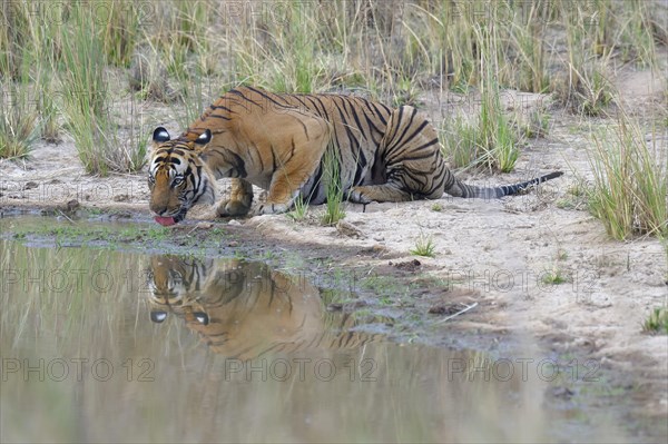 Male Bengal tiger (Panthera tigris tigris) drinking water in a pond