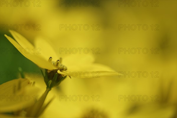 Tick seed (Coreopsis verticillata)