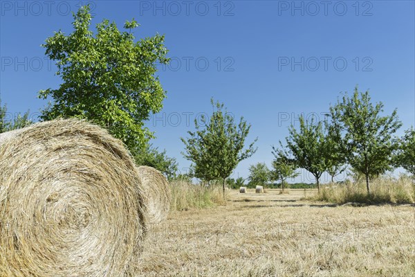 Mown meadow orchard