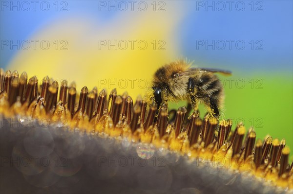 Common Carder-bee (Bombus pascuorum) on sunflower (Helianthus annuus)