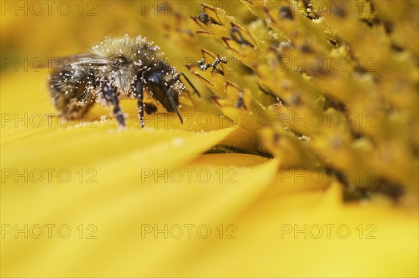 Shrill carder bee (Bombus sylvarum) on sunflower (Helianthus annuus)