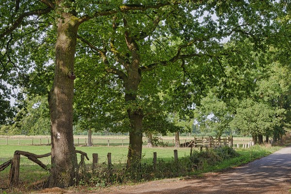 Common oaks (Quercus robur) at the wayside