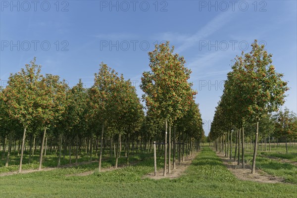 Swedish whitebeam (Sorbus intermedia) in tree farm