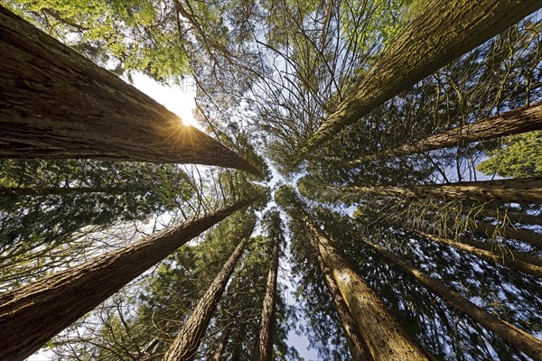 Giant sequoia (Sequoiadendron giganteum)