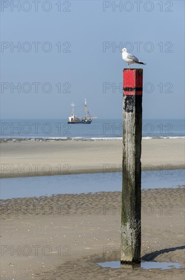 Common gull (Larus canus)