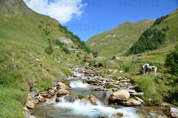 Alpine pasture area