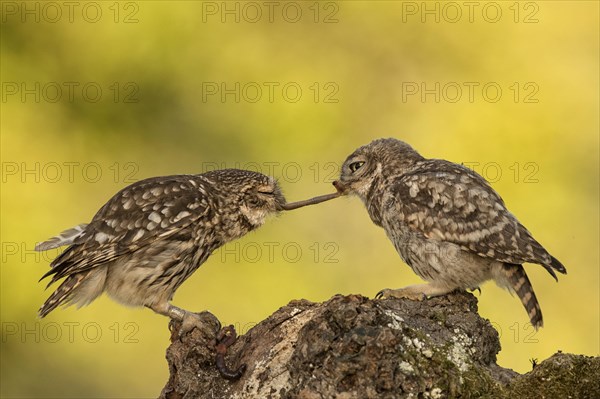 Little owl (Athene noctua)