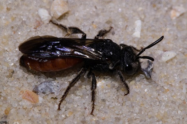 Halictid (Sphecodes albilabris) Bee