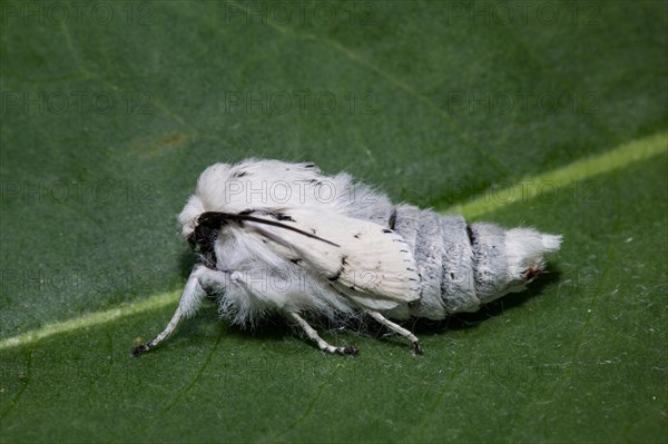 Miller (Acronicta leporina) moth