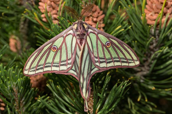 Spanish moon moth (Graellsia isabellae)