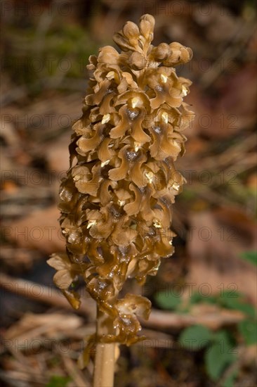 Bird's-nest orchid (Neottia nidus-avis)