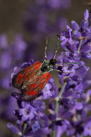 Six-spot burnet (Zygaena filipendulae)