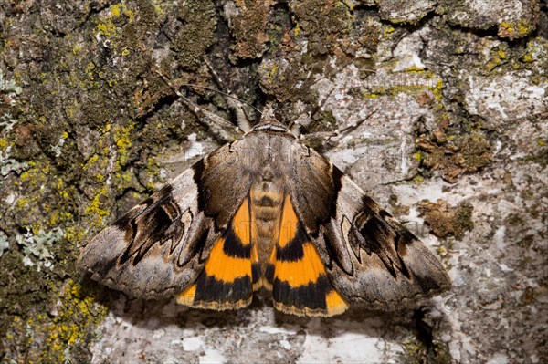 Yellow bands under the wing (Catocala fulminea)