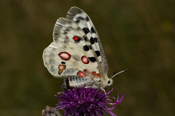 Apollo (Parnassius apollo)