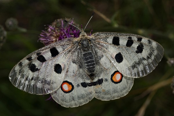 Apollo (Parnassius apollo)