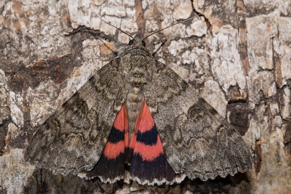 Red underwing (Catocala nupta)