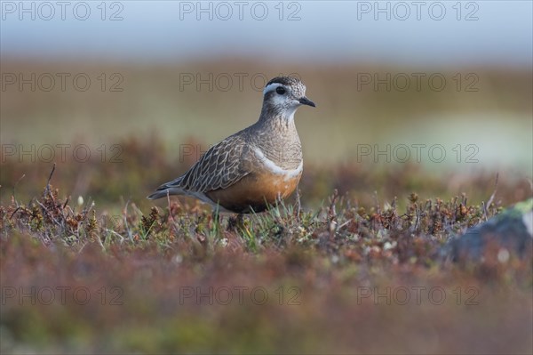 Eurasian Dotterel (Charadrius morinellus)