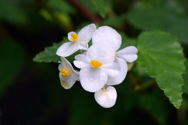 Cuban begonia (Begonia cubensis)