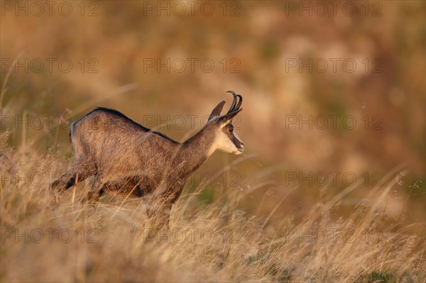 Chamois (Rupicapra rupicapra)