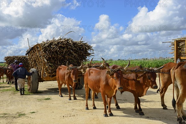 Oxcart