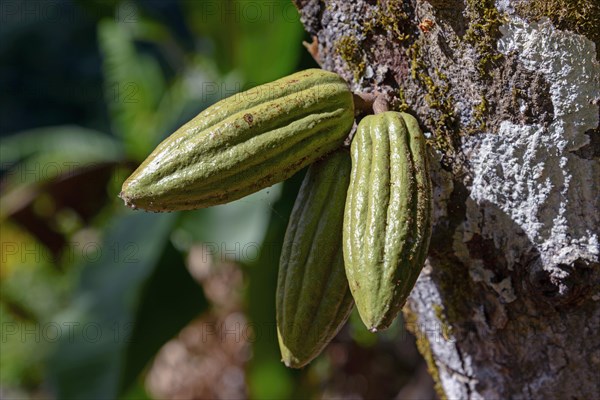 Cacao