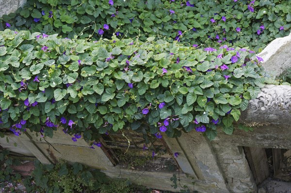 Purple Morning Glory (Ipomoea purpurea) overgrows old woods