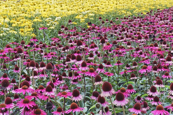 Purple coneflower (Echinacea purpurea)