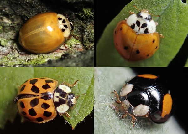 Asian lady beetle (Harmonia axyridis)