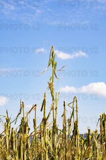 Maize (Zea mays) plants in a field with hail damage after a heavy storm