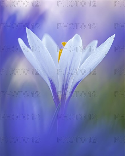 Crocuses (Crocus) Early bloomer