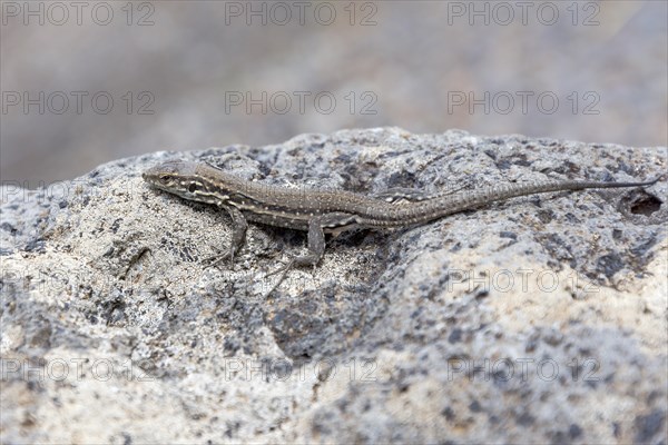 Small Canary Island Lizard National Park (Gallotia caesaris)