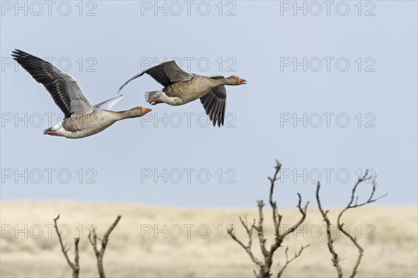 Greylag geese (Anser anser)