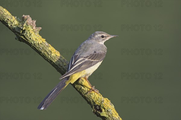 Mountain Wagtail