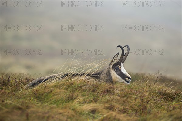 Chamois (Rupicapra rupicapra)