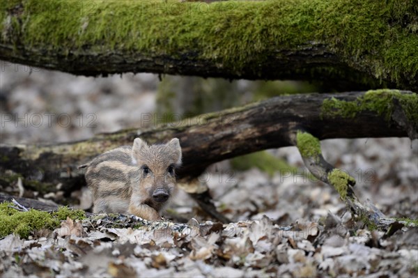 Wild Boar (Sus scrofa)