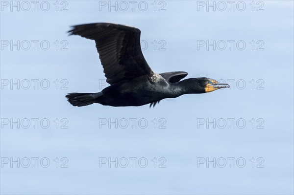 Double-crested Cormorant (Phalacrocorax auritus)